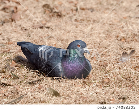 ハト 鳩 の写真素材集 ピクスタ