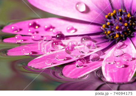 デイジー 花の写真素材