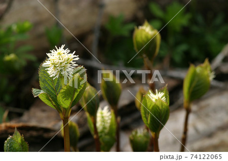 一人静 花 野草 山野草の写真素材