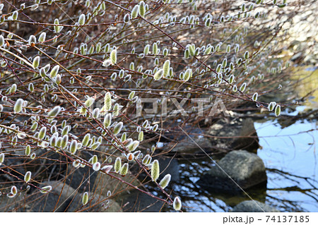 川岸の写真素材