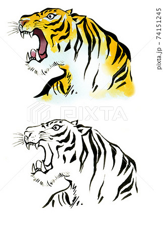 トラ 虎 とら 吠えるのイラスト素材