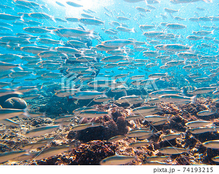 イワシ 群れ 美しい 魚群の写真素材
