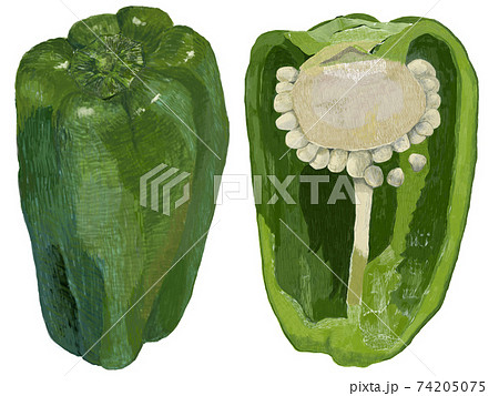 ピーマン 夏野菜 野菜 切り口のイラスト素材