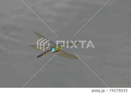飛んでいるトンボの写真素材 Pixta