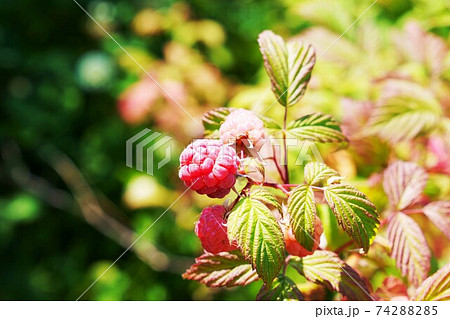 木苺の写真素材