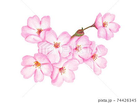 色鉛筆画 春 花 植物のイラスト素材