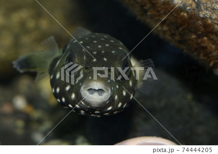 ふぐ かわいいの写真素材