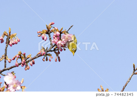 街路樹 花の写真素材