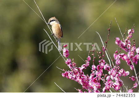 百舌鳥 もず 鳥 百舌の写真素材 - PIXTA