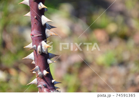 棘 バラ とげ 刺さるの写真素材