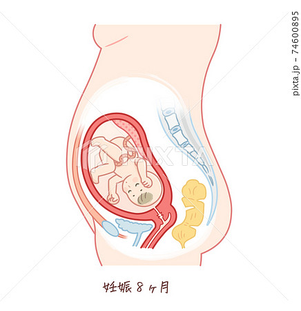 胎盤のイラスト素材