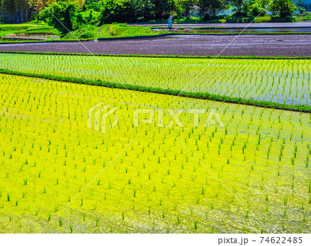 田んぼのウキクサの写真素材