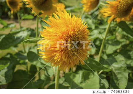 八重咲きひまわりの写真素材