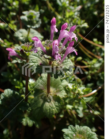 ｌａｍｉｕｍ ホトケノザ 蜜の写真素材