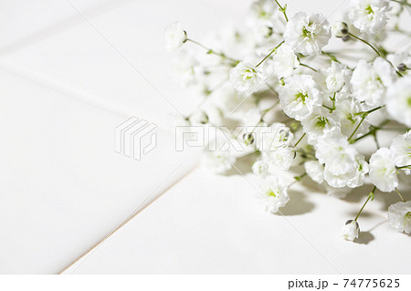 かすみ草 花 背景白 白背景の写真素材