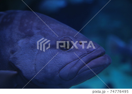 クエ 水中 ハタの写真素材