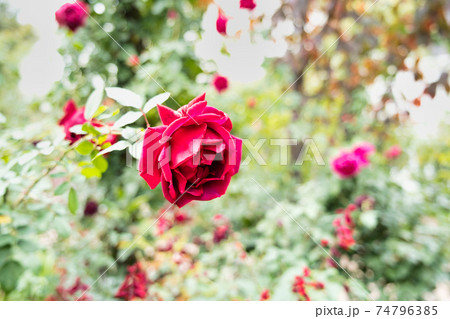 イギリス庭園の写真素材