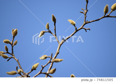 蕾 モクレン 毛 つぼみの写真素材