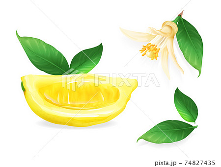 フルーツ レモン 葉っぱ 檸檬のイラスト素材