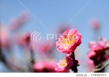 マゼンタ色 花の写真素材