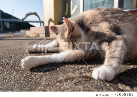 動物 猫 毛づくろい 三毛猫の写真素材