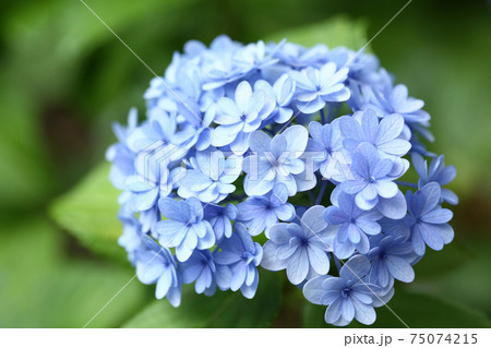 てまりてまり 花 紫陽花 八重咲きの写真素材