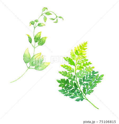 つる植物 蔓 蔦 つる草のイラスト素材