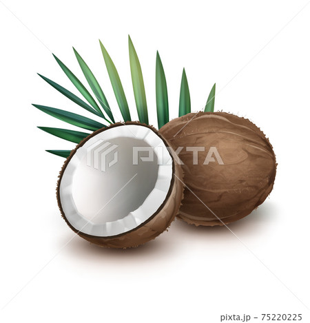 ココナッツのイラスト素材