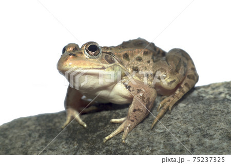 カエル 動物 茶色 小さいの写真素材