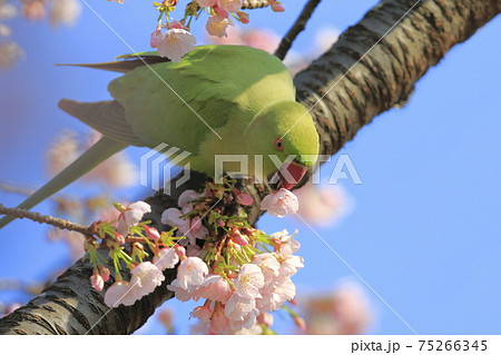 赤いオウムの写真素材