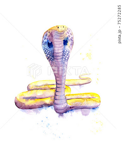 水彩画 コブラ ヘビ 蛇のイラスト素材