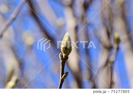 白木蓮 木蓮 蕾 産毛の写真素材