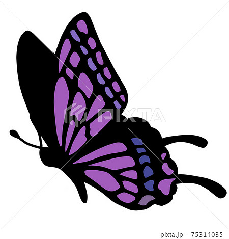 蝶 きれい アゲハチョウ 綺麗のイラスト素材