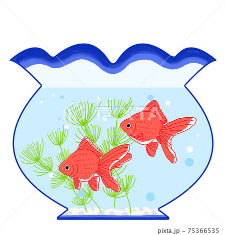 金魚鉢 金魚 涼しげ イラストのイラスト素材