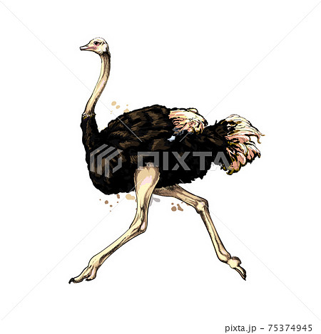 ダチョウのイラスト素材集 ピクスタ