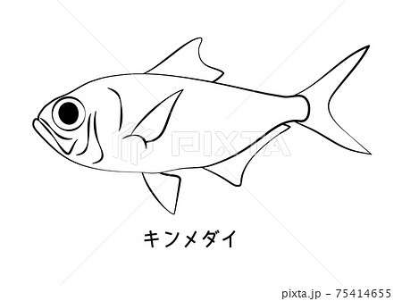 線画 ぬりえ 塗り絵 魚介類のイラスト素材