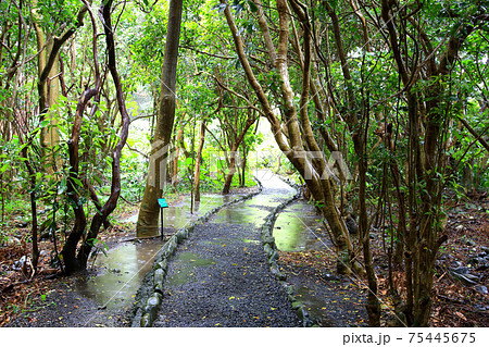 志戸子ガジュマル公園の写真素材