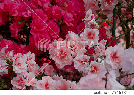 アゼリア 花の写真素材