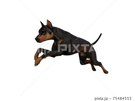 ドーベルマン かわいいのイラスト素材