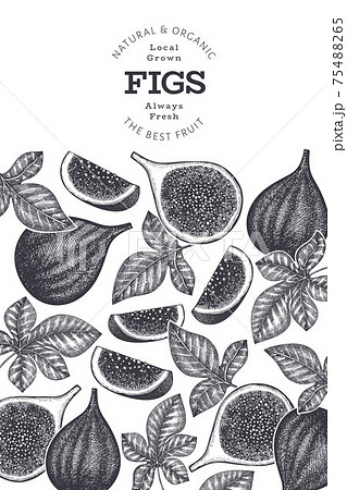 イチジクのイラスト素材 Pixta