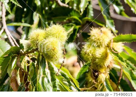 トゲトゲの実 植物の写真素材 トゲトゲの実 植物の写真素材