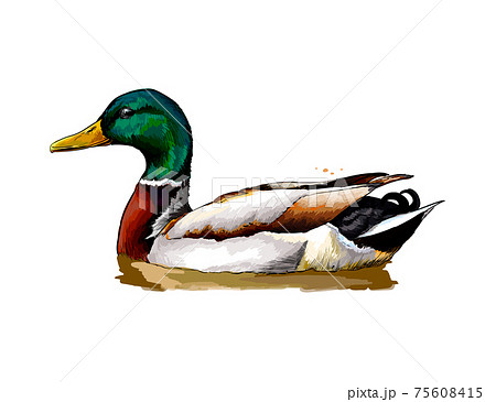 アヒル ガチョウのイラスト素材集 ピクスタ