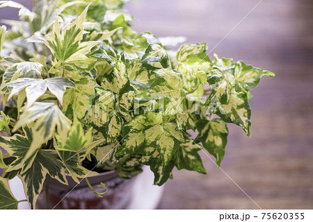 花壇 植物 ヘデラ アイビーの写真素材