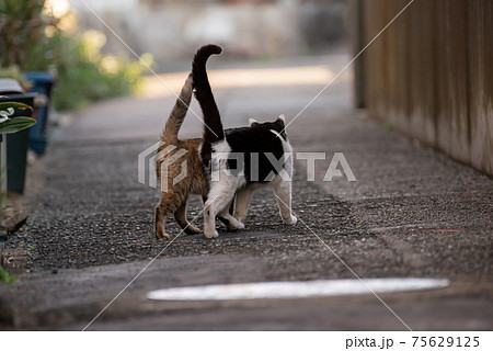 動物 猫 歩く 後ろ姿の写真素材