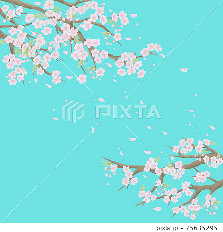 桜の蕾のイラスト素材