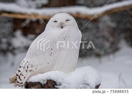 笑う白フクロウの写真素材