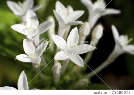 ペンタス 星形の花 花 白い花の写真素材