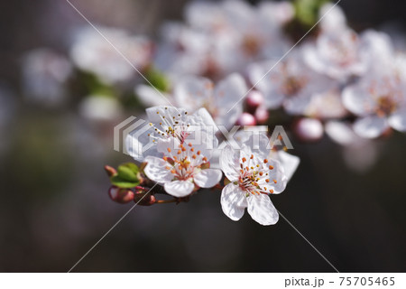 桜に似た花の写真素材