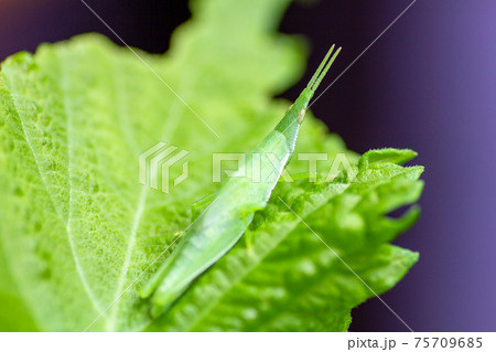 バッタ シソの葉 虫 紫蘇の葉の写真素材