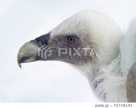 鷹 嘴 クチバシ 鳥の写真素材